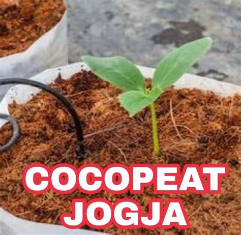 PENIS NGOCOK campur cocopeat dengan sekam penggemar skin unik samudra suram maka isi mencekam suara pasti suka image 1