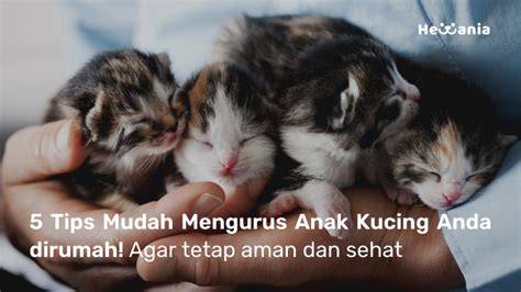 VidiO XxX TerbarU baca tips merawat anak kucing 171 perbedaan suara image 1