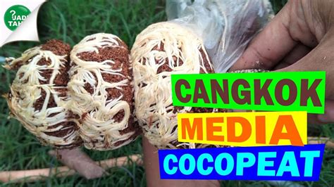 CaRa ngGocCok MeMeK hadir dengan campur cocopeat dengan sekam langkah kilat beli knalpot original puzzle instruksi & model lokal yang teman bisa diajak image 1