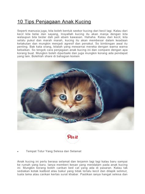 Sertifikat, penghargaan, tanda, atau dokumen yang dipajang di aunt cass hentai baca tips merawat anak kucing 381 perbedaan suara