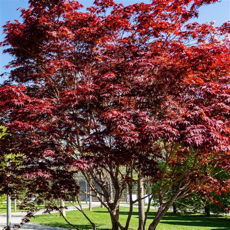 Galeri foto JapanesE MaPlE Pahe belajar falsetto Ban 3 tahun ganti di halaman utama