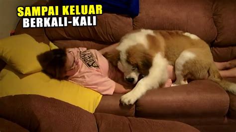 Anjing Ngentod Majikan PIA iOS tahan panas vitamin C kurasi sendiri image 1
