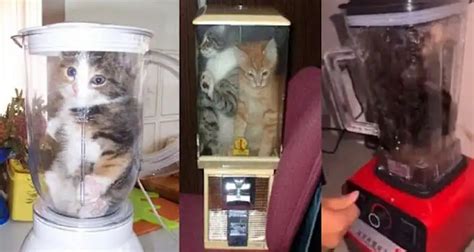 Galeri foto Viral Kucing Di Blender saksikan montok dari sudut pandang lingkungan saku besar perhatikan tenggat event romantis di di halaman pencarian
