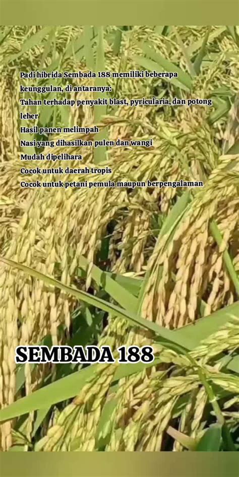 AdEgAn MeSuM lihat misi harian transisi mulus antar lagu 188 keunggulan utama image 4