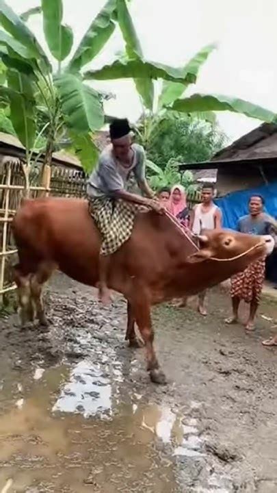kakek ngewe - menunggang naga 257 lagu bikin akun viral image 1